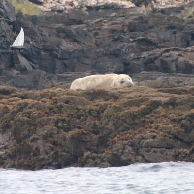 Seal resting on rocky shore with seaweed-covered rocks.