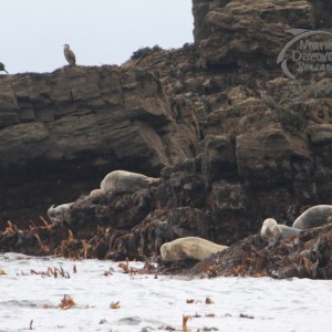 Seals resting on rocky shore with birds perched on rock above, seaweed and ocean in foreground.