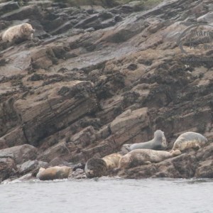 Seals resting on rocky shore near water.