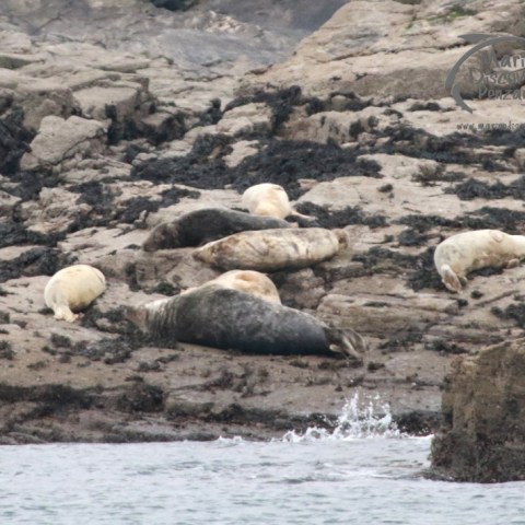 Seals resting on rocky shore near the water's edge.