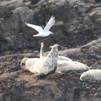 Seals resting on rocks with a seagull flying overhead.