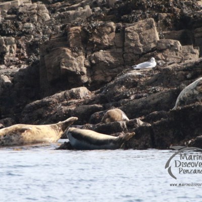 Seals resting on rocky shore with a seagull nearby.