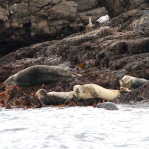 Seals resting on rocky shore with seaweed, two seagulls in background.