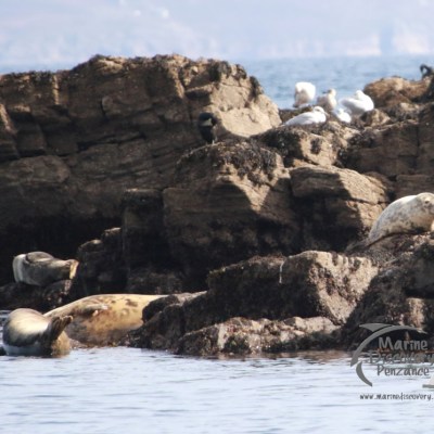 Seals resting on rocky shoreline with seagulls nearby.