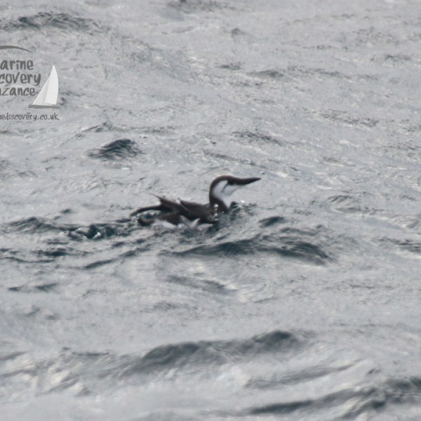 A seabird with a slender body and long bill swimming on choppy water.