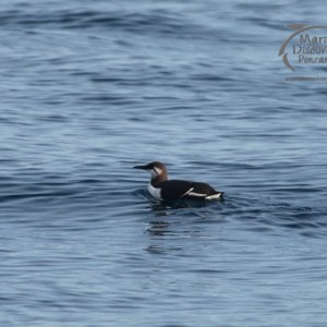 A brown and white seabird floating on calm blue water.