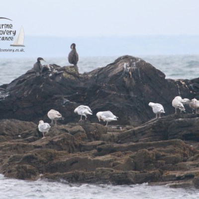 Seabirds perched on rocky shore with waves in background.
