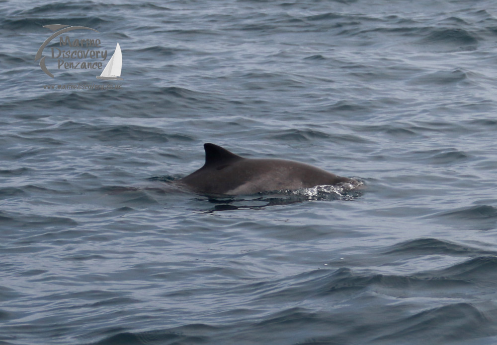 Porpoise fin above water surface with small waves.
