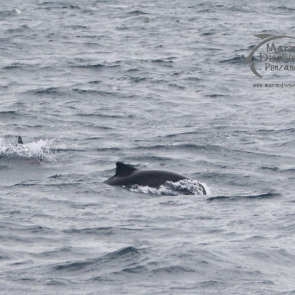 Porpoise swimming in the ocean with visible dorsal fins on a wave-covered sea surface.