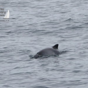 Fin of a marine animal emerges above the wavy ocean surface.