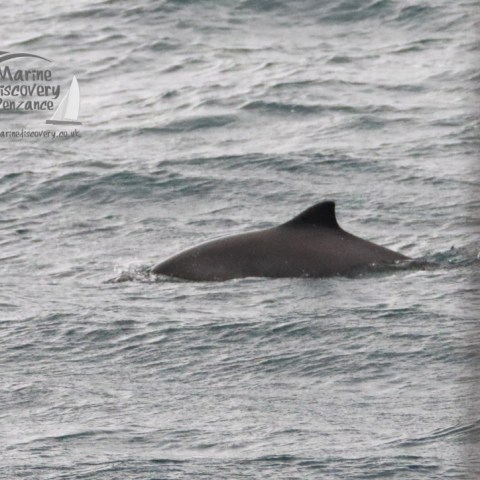 A porpoise fin emerges from the ocean's surface under cloudy skies.