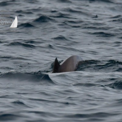 Dolphin fin emerges from the ocean surface amid small waves.