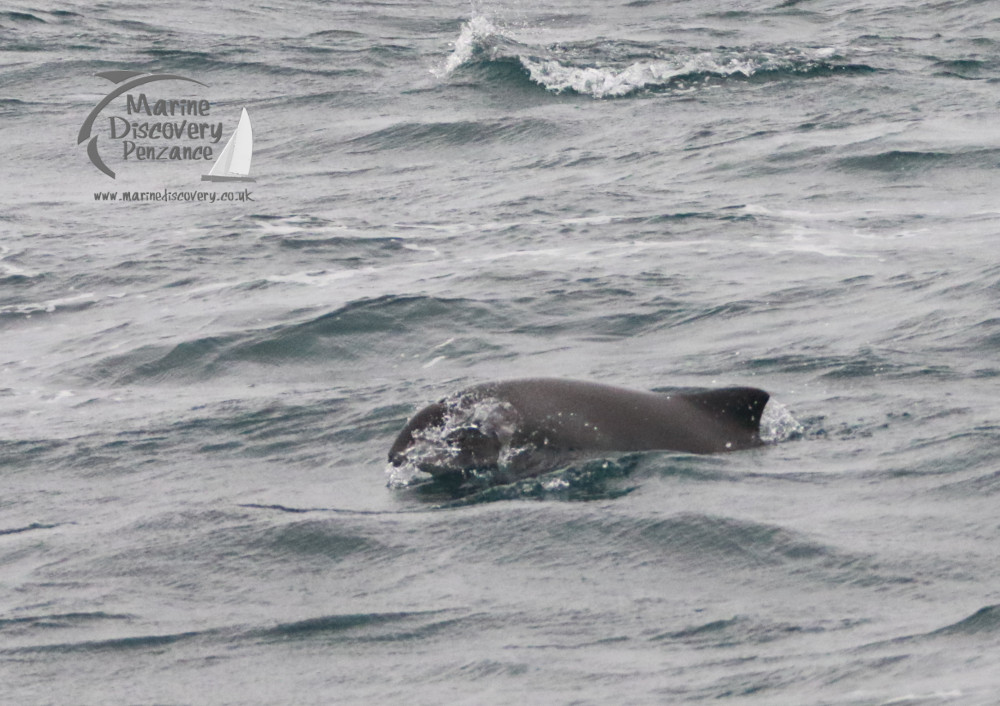 A porpoise's back partially visible above the water surface in the ocean.