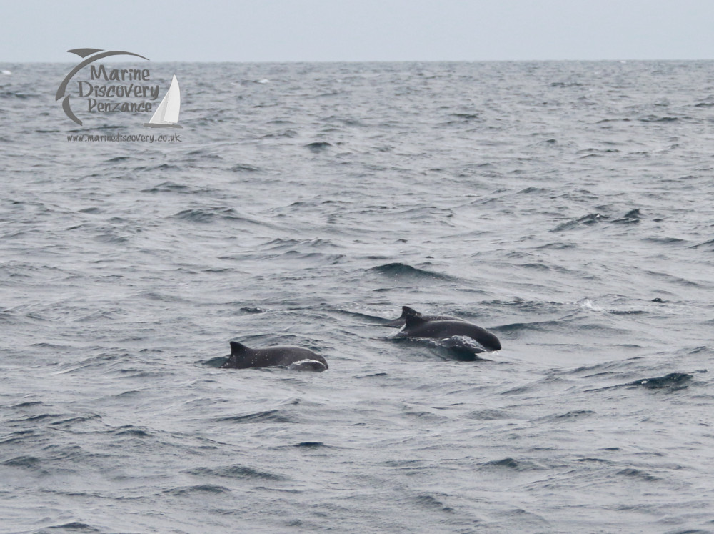 Two porpoises swimming near the ocean surface with subtle waves.