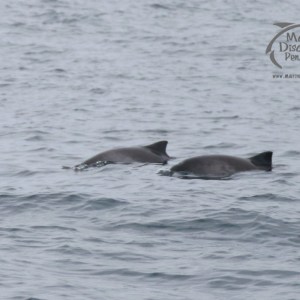Two porpoise swimming in the ocean with visible dorsal fins.