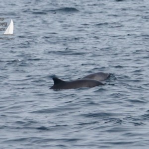 Two porpoises swimming close together in open water.