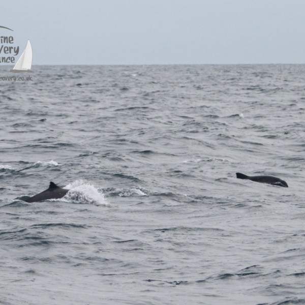 Two porpoises swimming in the ocean under a cloudy sky.