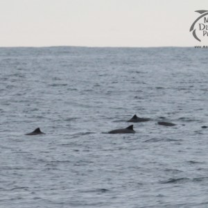 Four porpoises swimming in the ocean beneath a cloudy sky.