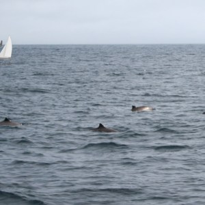 Four porpoises swimming in the ocean under a cloudy sky.