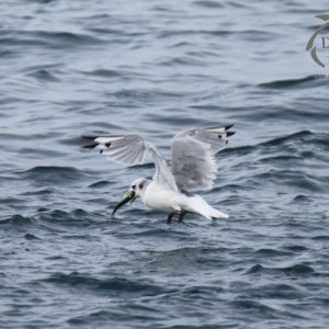 Kittiwake flying low over ocean waves with a fish in its beak.