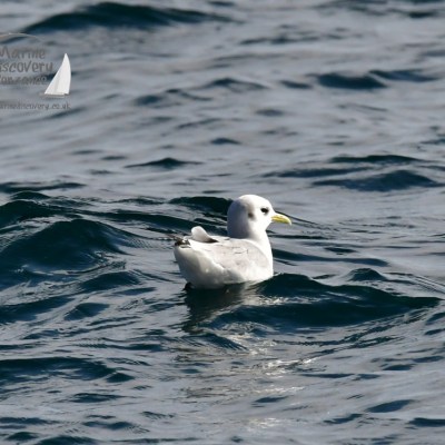 A seagull floats on calm ocean waters with ripples around it.