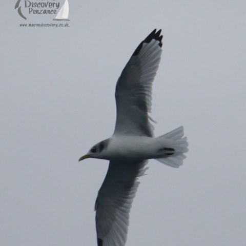Seagull soaring in the sky with wings spread, gray clouds in the background.