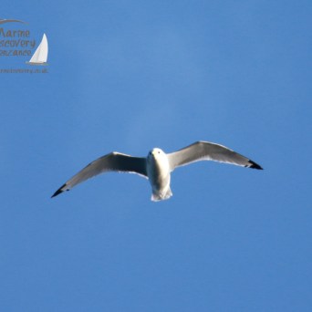 A seagull flying against a clear blue sky with wings outstretched.