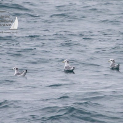 Three seabirds floating on choppy ocean waves, logo in top left corner.