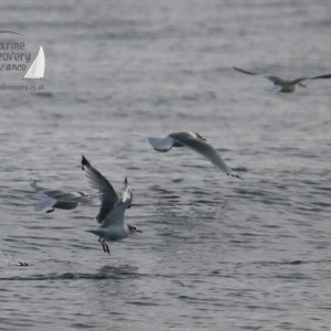 Four seagulls flying low over the water on a cloudy day.