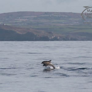A dolphin jumps out of the calm sea with distant hills in the background.