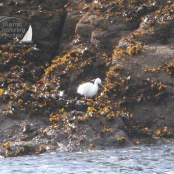 White bird perched on rocky shore with yellow seaweed, near water.