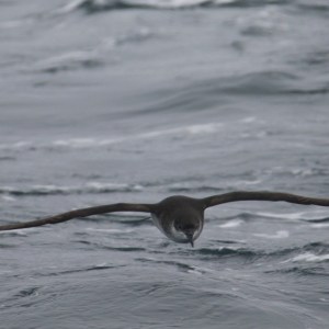 A seabird with outstretched wings skimming over choppy ocean waves.