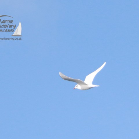 Bird flying in a clear blue sky with a logo in the top left corner.