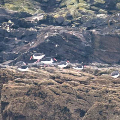 Oystercatchers with orange beaks on rocky shore with dark cliffs in background.
