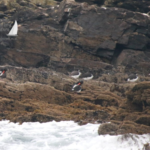 Oystercatchers with orange beaks on rocky shore with sea in foreground.