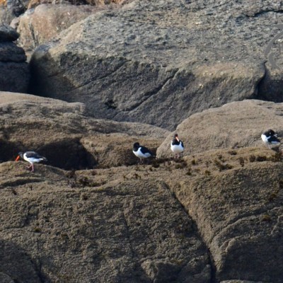 Four birds with black and white plumage on a rocky shoreline.