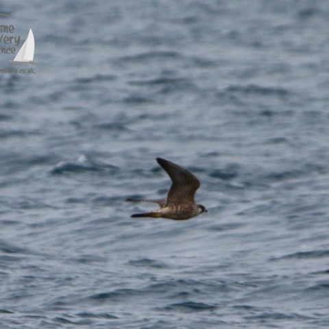 Bird in flight over the ocean with a visible logo on the top left corner.