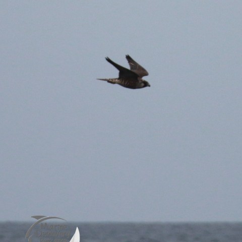 Bird flying over the ocean with gray sky background.