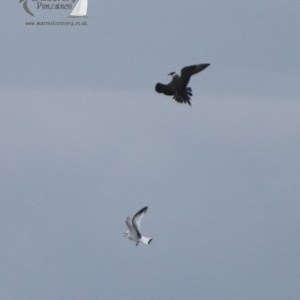 Two birds in flight against a clear sky, one dark, one light.