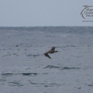 Bird flying low over the ocean surface under a cloudy sky.