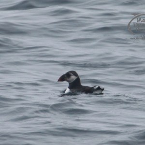A puffin swimming in a wavy sea with overcast lighting.