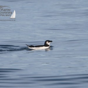 A small bird with black and white plumage floating on calm blue water.