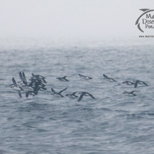Flock of seabirds flying low over choppy ocean water on a foggy day.