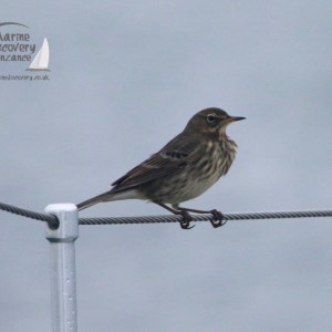 Small brown bird perched on a metal cable with a gray background.