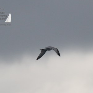 Bird in flight against a cloudy sky background.