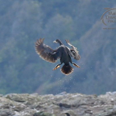 Bird landing with spread wings, water droplets around, rocky background.