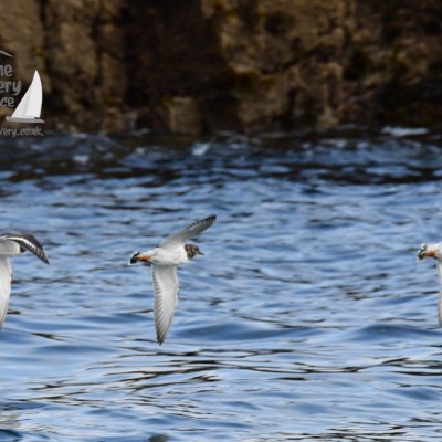 Three birds in flight over water with rocky background.