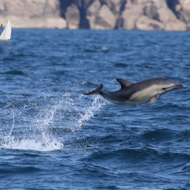 Dolphin leaping out of the water with rocky coastline in the background.