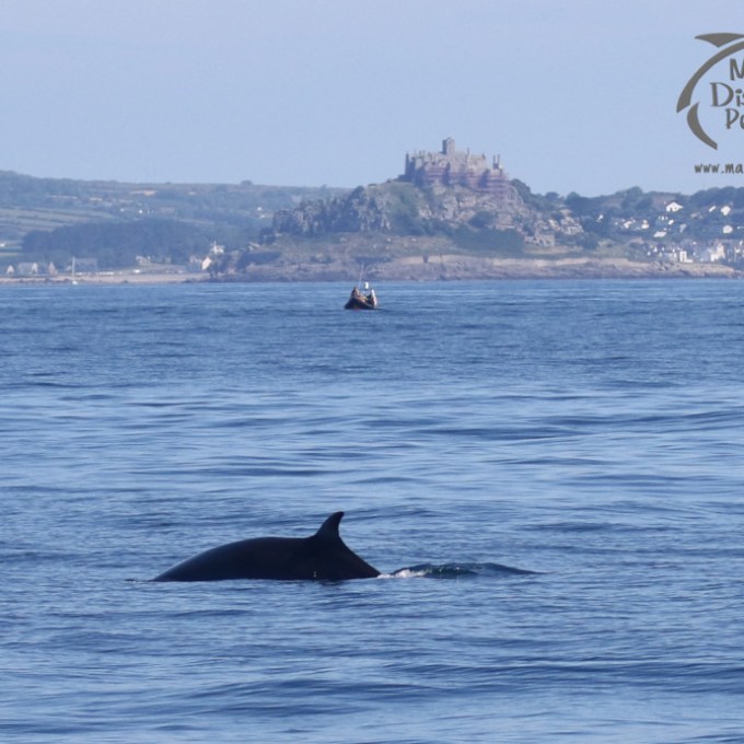 Dolphin fin in ocean with distant coastline and castle in background.