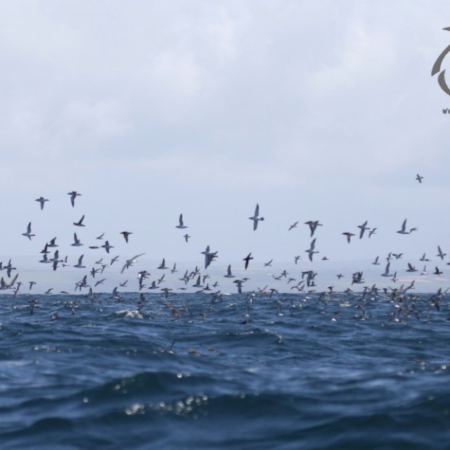 Flock of seabirds flying over ocean waves under a cloudy sky.